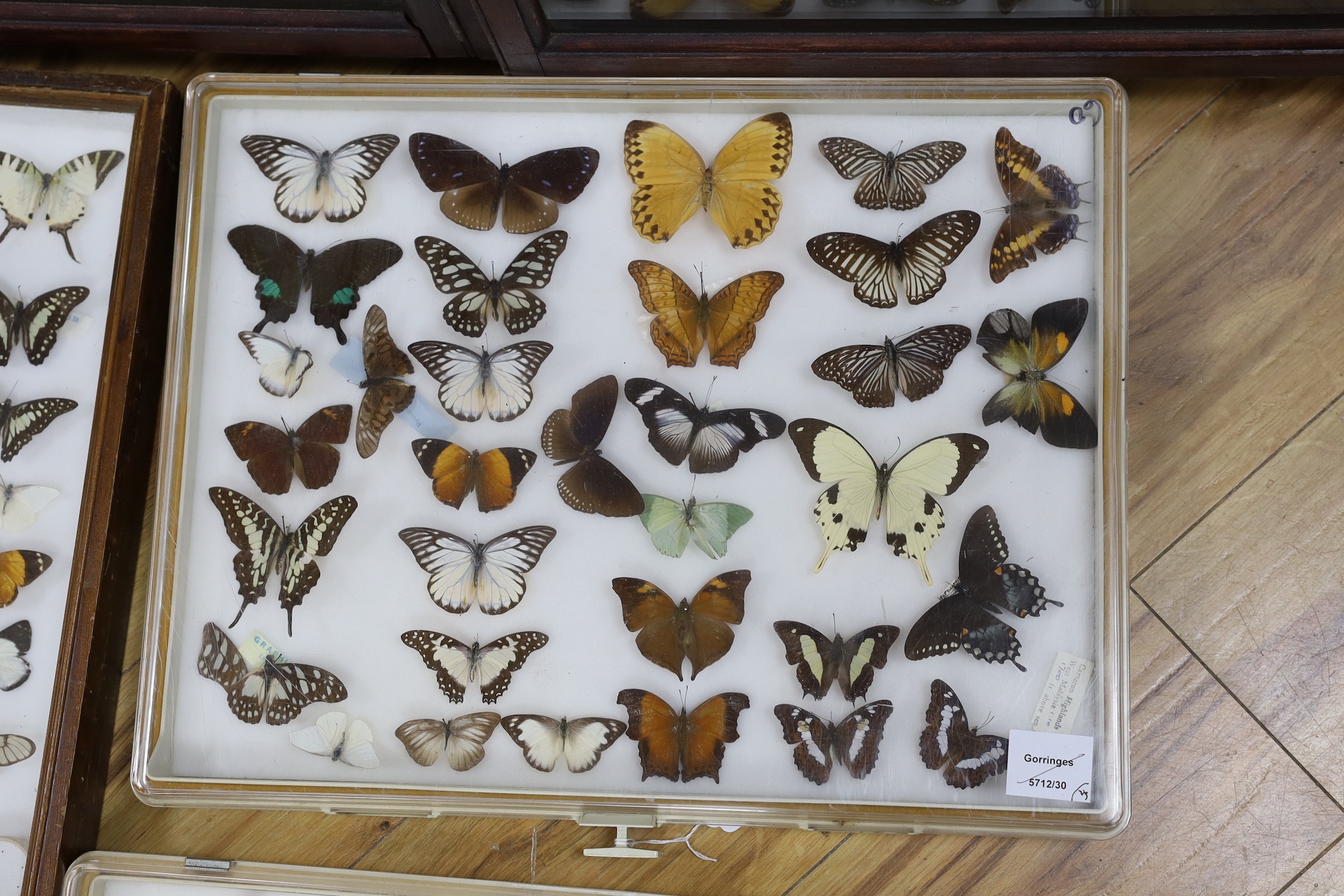Four cases of exotic World butterfly specimens, many with collection labels for 1970s to c.1990, three Perspex cases 39 cm x 50 cm, wood case 46 cm x 46cm